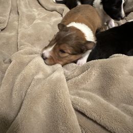 Shetland Sheepdog Puppies from Jennifer Bertke's German Shepherds