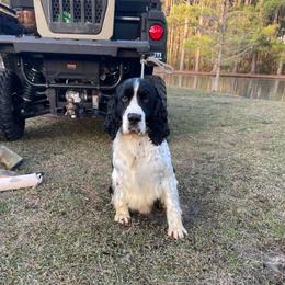 Jax - English Springer Spaniel