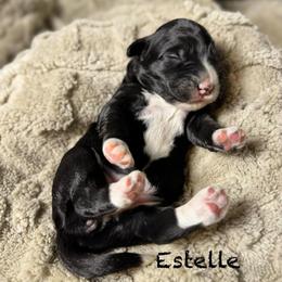 Estelle - Black female Bordoodle puppy in Mancos, Colorado from Mesa View Puppies