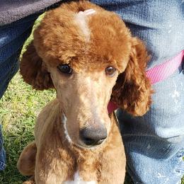 Poodles from Stutman Hollow Poodles