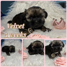 Velvet - Black and white female Shih Tzu puppy in Coolidge, Arizona from Shih Tzu’s  ‘N’ Love