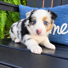 Cort - Blue merle male Australian Shepherd puppy in Makanda, Illinois from S.I. Aussie