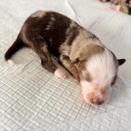 Ruby - Red merle female Australian Shepherd puppy in Charlotte, North Carolina from Awesome Aussies