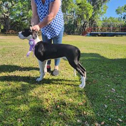 Lady A Star is Born - Mantle Great Dane puppy in Brooksville, Florida from Follow My Lead Great Danes