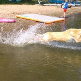 Labrador Retrievers from Labs on Sand kennel