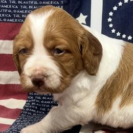 Illa girl 3 - Orange and white female Brittany puppy in Floyd Knobs, Indiana from Cross Creek Brittanys
