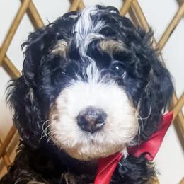 Bernedoodles from Woodland Bernedoodles