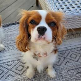 Reagan - Cavalier King Charles Spaniel
