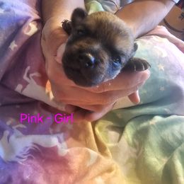Pink - Black sabled fawn female Chihuahua puppy in Bethlehem, Pennsylvania from Steel City Exotics