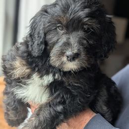 Yellow - Tri-color female Bernedoodle puppy in Connecticut from Valley View Doodles