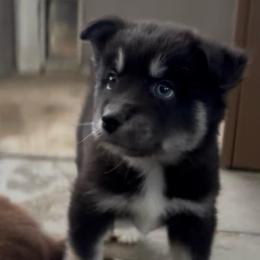 Jetson - Black male Pomsky puppy in Spring Hill, Florida from PDQ Pomskies