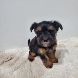 Digger - Black and tan male Shorkie puppy in Sandy, Utah from Phantom League Schnauzers