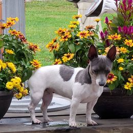 Teddy Roosevelt Terriers from Valley of the Blue Dogs