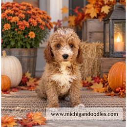 Archie - Apricot male Goldendoodle puppy in Swartz Creek, Michigan from Michigan Doodles