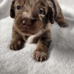 Callie - Dapple female Dachshund puppy in Anaconda, Montana from Williams Family Dachshunds