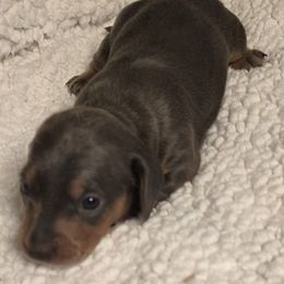 Alanna - Blue and tan female Dachshund puppy in Dayton, Ohio from Jen's Mini Dachshunds