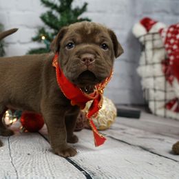 Chinese Shar-Pei and Companion Cross Puppies from Mini Hippo Land
