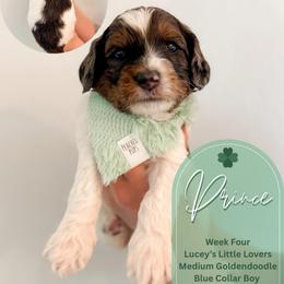 Prince - Phantom male Goldendoodle puppy in California City, California from Summer Sun Doodles