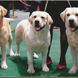 Labrador Retrievers from Sherfire Labrador Retrievers