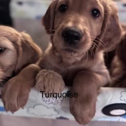 Goldendoodle Puppies from Golden Mesa Doodles