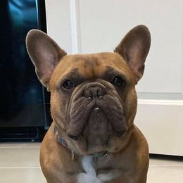 Kevin - French Bulldog