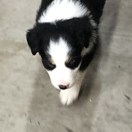 Border Collie Puppies from Burke BC’s