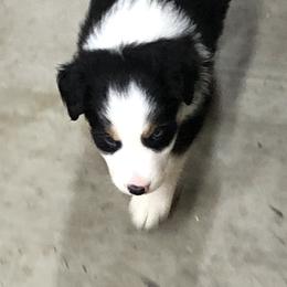 Border Collie Puppies from Burke BC’s