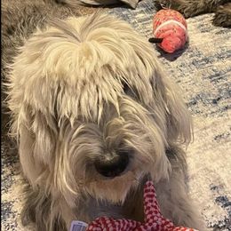 Old English Sheepdogs and Sheepadoodles from Greta’s Sheepadoodles