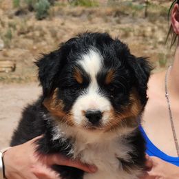 Ike - Black tri male Miniature American Shepherd puppy in Duchesne, Utah from Ivie Farms Miniature Shepherds