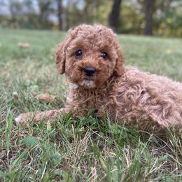 Cavapoo Puppies from Cinda's Cavapoos