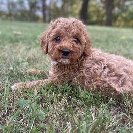 Cavapoo Puppies from Cinda's Cavapoos