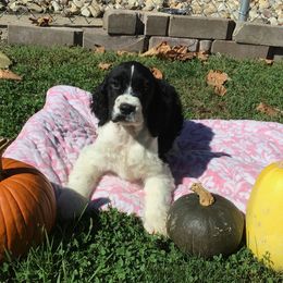 English Springer Spaniels from Tiffany