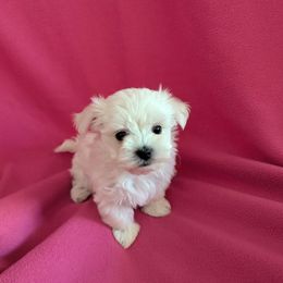 Little girl - White female Maltese puppy in Nevada from LAS VEGAS PUPPY