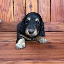 Girl 1 - Black and tan female Dachshund puppy in Santa Rosa, California from Signature Mini Dachshunds