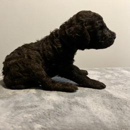 Chicago - Cafe au lait male Poodle puppy in Atlanta, Georgia from Syren House Doodles & Poodles