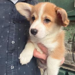 Red Cherry Float (Stone) - Fawn male Pembroke Welsh Corgi puppy in New York, New York from Ad Astra NYC