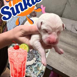 Sunkist - White and black female Dalmatian puppy in Des Moines, Iowa from Spot Splattered Dalmatians