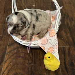 Girl 5 - Blue merle female Miniature Australian Shepherd puppy in Doddridge, Arkansas from Huddleston Farm