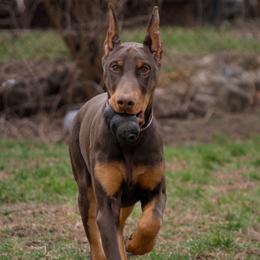 Abraxas - Doberman Pinscher
