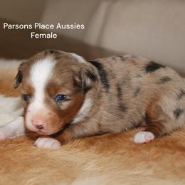 Sweetie Pie - Blue merle female Miniature Australian Shepherd puppy in Chandler, Oklahoma from Parsons Place Aussies