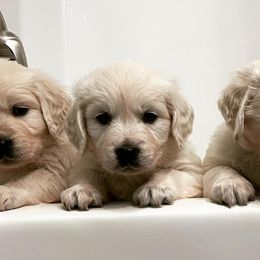 Golden Retrievers from Dopey Dutch Golden Retrievers