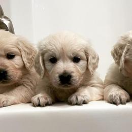 Golden Retrievers from Dopey Dutch Golden Retrievers