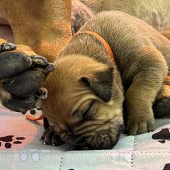 Boerboel Puppies from Southern Pride Boerboels