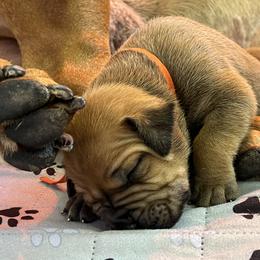 Boerboel Puppies from Southern Pride Boerboels