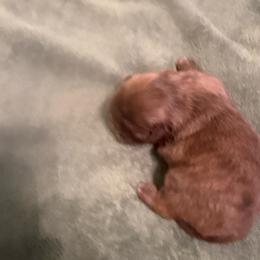 Rex - Red and white male Shih Tzu puppy in Buffalo, New York from Irish Eyes ShihTzu