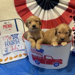 Golden Retriever Puppies from Brilliant Golden Furry Tails