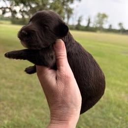 Jasper - Liver male Miniature Schnauzer puppy in Silver Creek, Mississippi from Mamie’s Minis, LLC