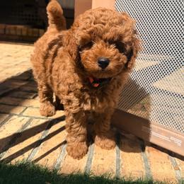 Erlyn - Red  female Goldendoodle puppy in Winter Springs, Florida from Lucky Heart TeddyBear Goldendoodles