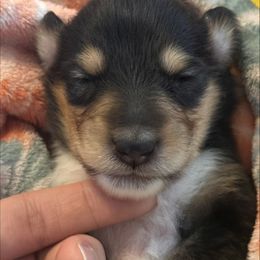 Marina - Black white and tan female Collie puppy in Columbus, Ohio from Covenant Collies