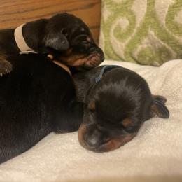 Elliot - Black and rust male Doberman Pinscher puppy in Boyd, Texas from Team Feem Breeders